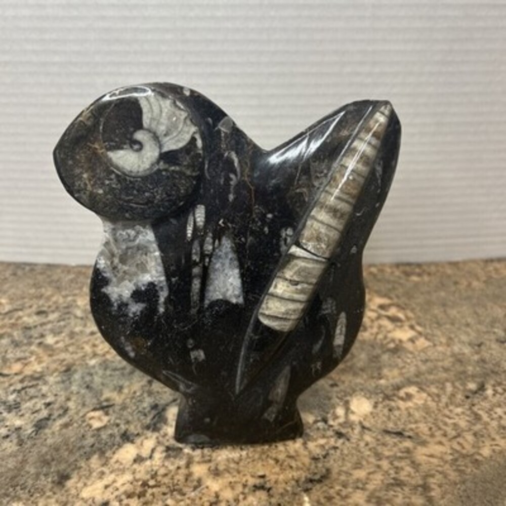 Orthoceras Fossil Specimen In Matrix Ammonite Plaque Fossil  6” Tall/5.25” Wide